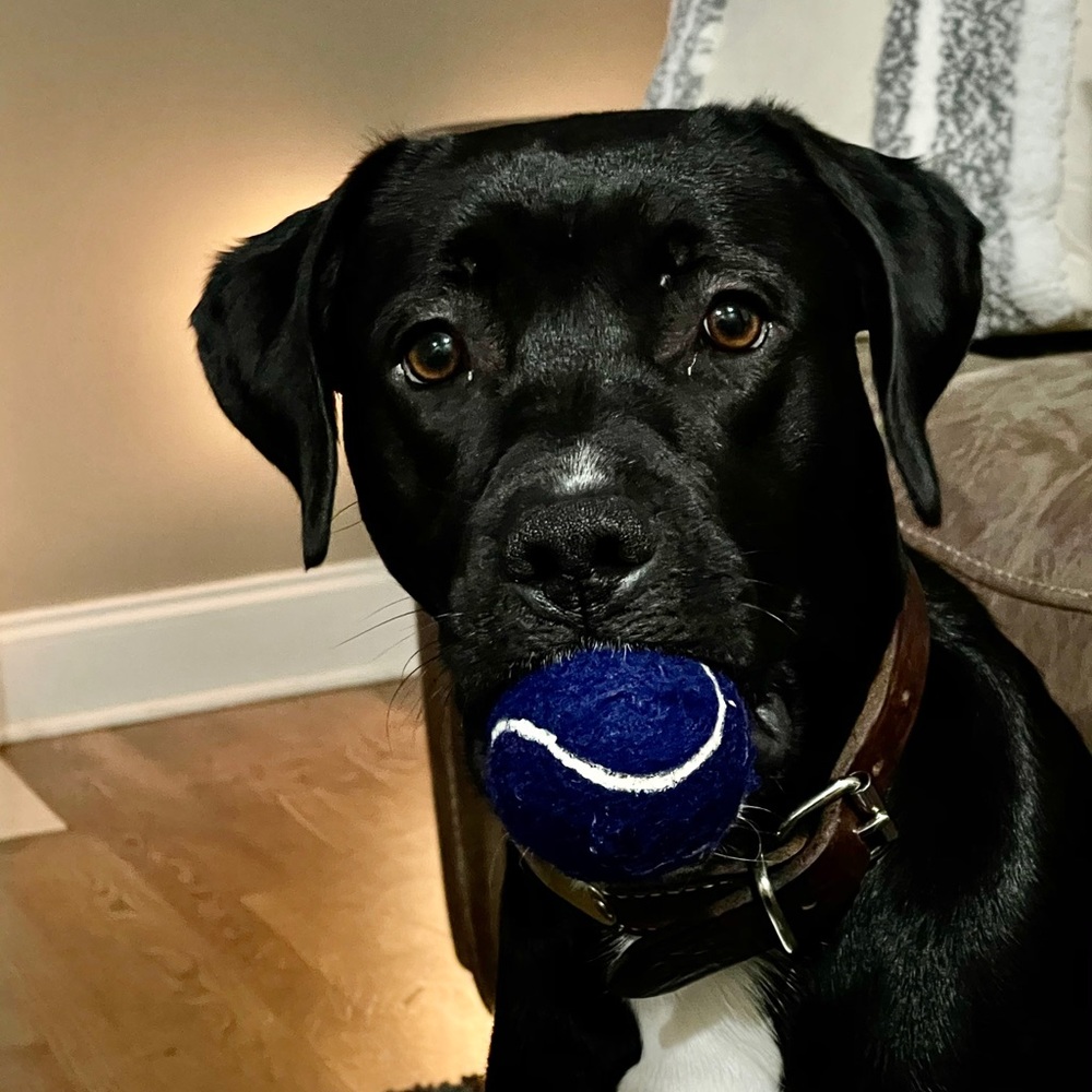 Meet your Posher, Daniel